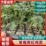 草莓西红柿苗沙瓤番茄苗抗病毒耐寒抗热量大优惠提供种植技术