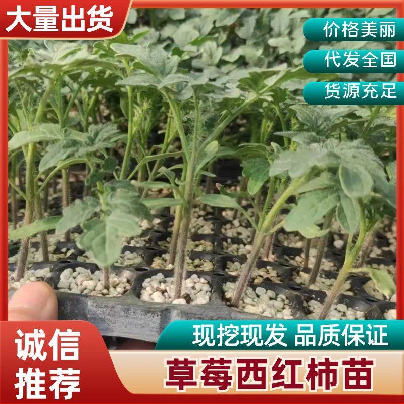 草莓西红柿苗沙瓤番茄苗抗病毒耐寒抗热量大优惠提供种植技术