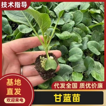 精品甘蓝苗绿甘蓝包菜苗圆白菜苗苗场直供量大从优