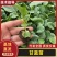 精品甘蓝苗绿甘蓝包菜苗圆白菜苗苗场直供量大从优