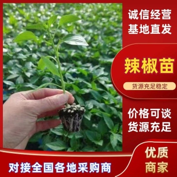 黄线椒苗，螺丝椒苗薄皮椒苗，牛角椒苗，苗场直发，一级苗子
