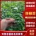 黄线椒苗，螺丝椒苗薄皮椒苗，牛角椒苗，苗场直发，一级苗子