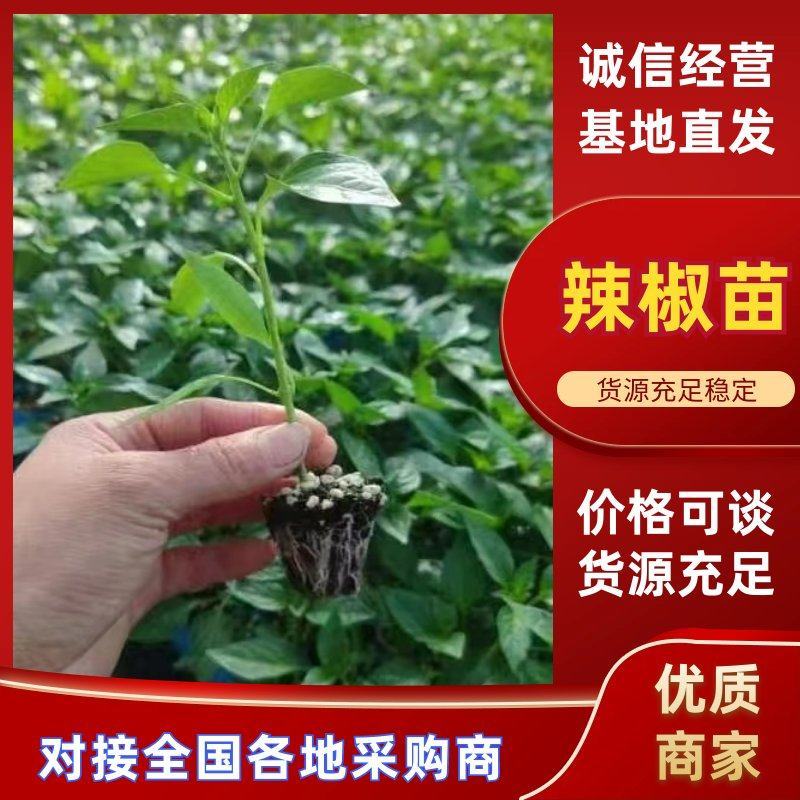 黄线椒苗，螺丝椒苗薄皮椒苗，牛角椒苗，苗场直发，一级苗子