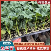强磁丝瓜苗油皮丝瓜苗耐热耐寒坐果强早熟品种优产量高