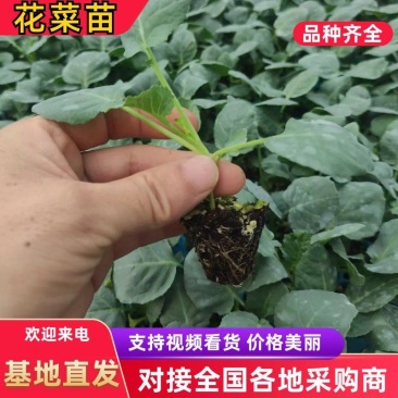 青梗有机花苗小米粒白面耐寒优秀西兰花苗甘蓝苗包成活
