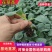 青梗有机花苗小米粒白面耐寒优秀西兰花苗甘蓝苗包成活