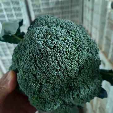 宁夏耐寒优秀西蓝花