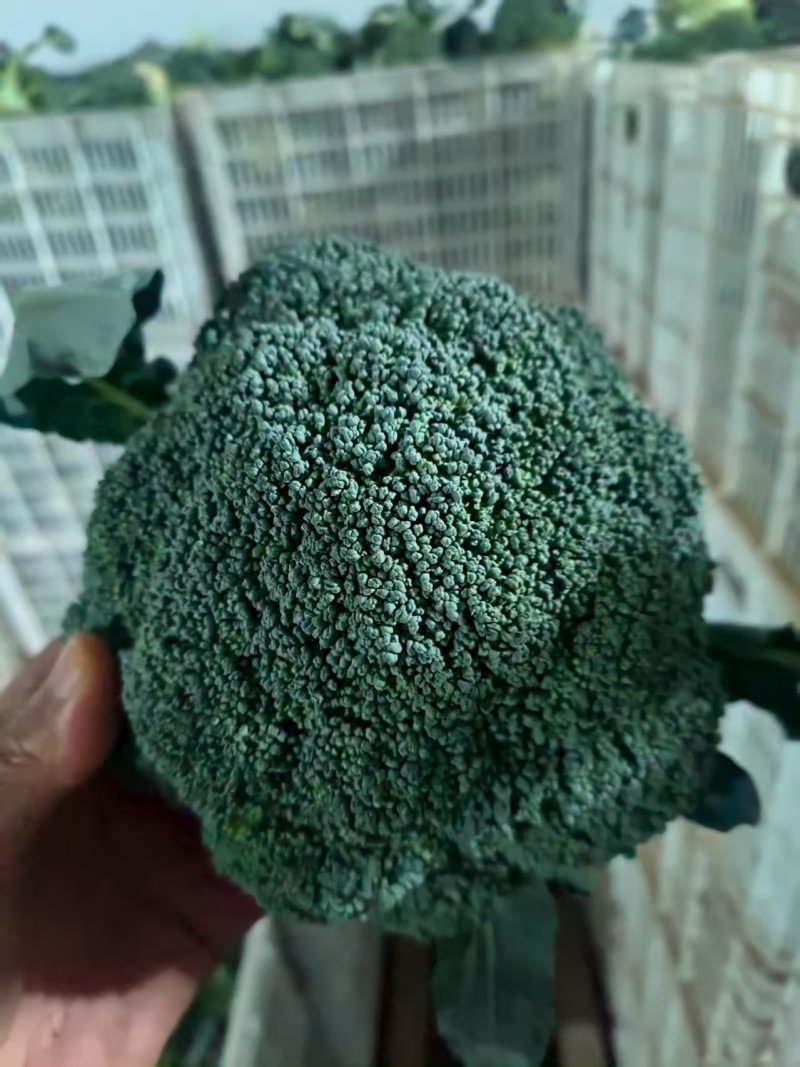 宁夏耐寒优秀西蓝花