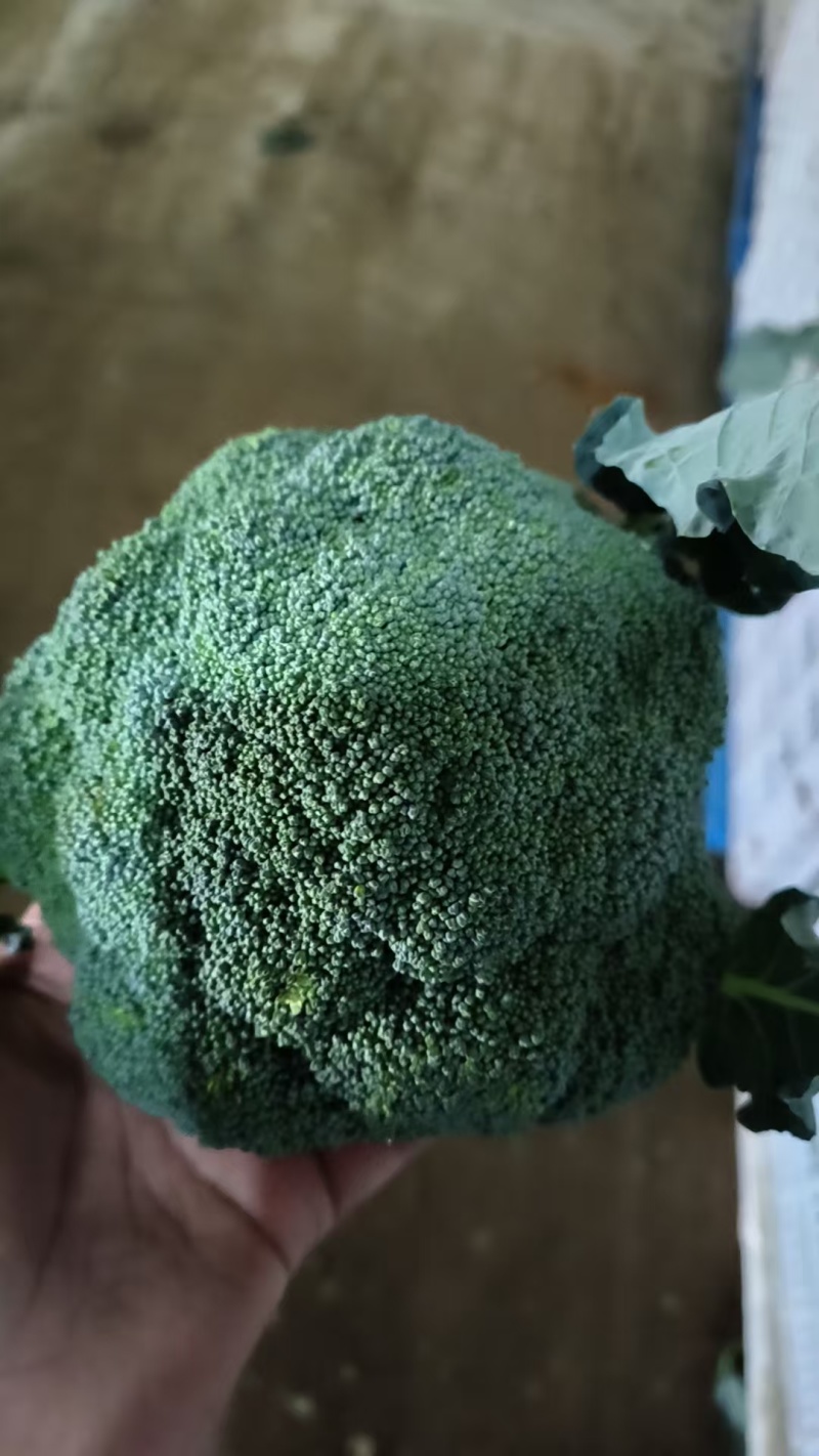 宁夏耐寒优秀西蓝花