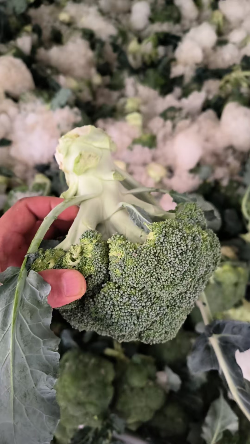 宁夏耐寒优秀西蓝花