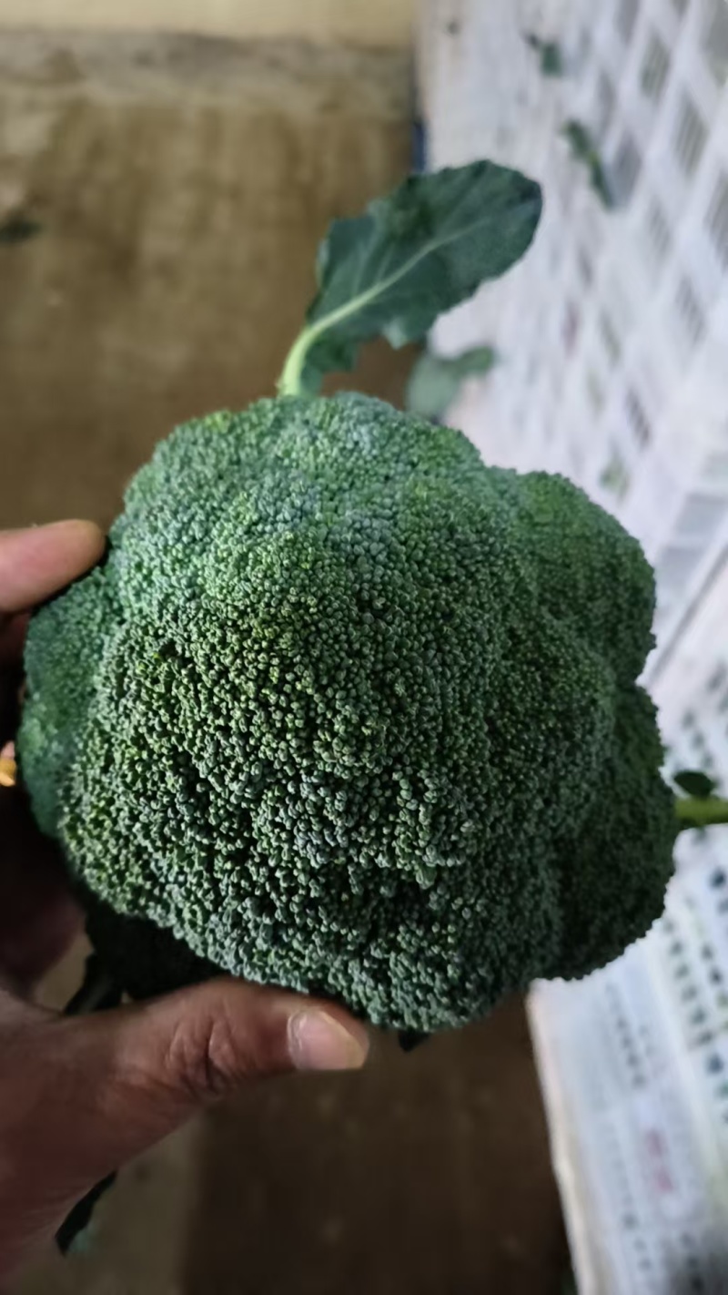 宁夏耐寒优秀西蓝花