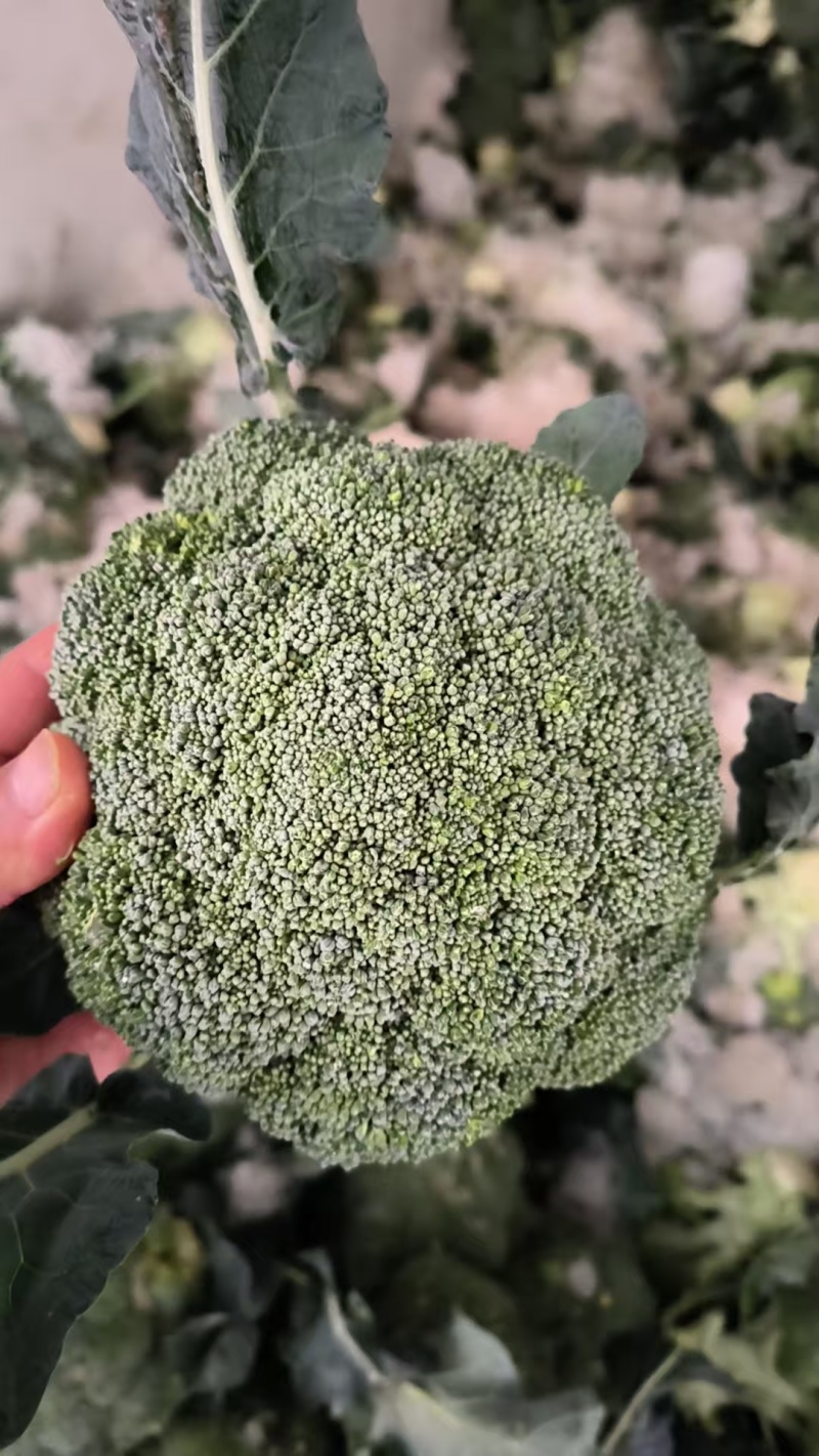 宁夏耐寒优秀西蓝花