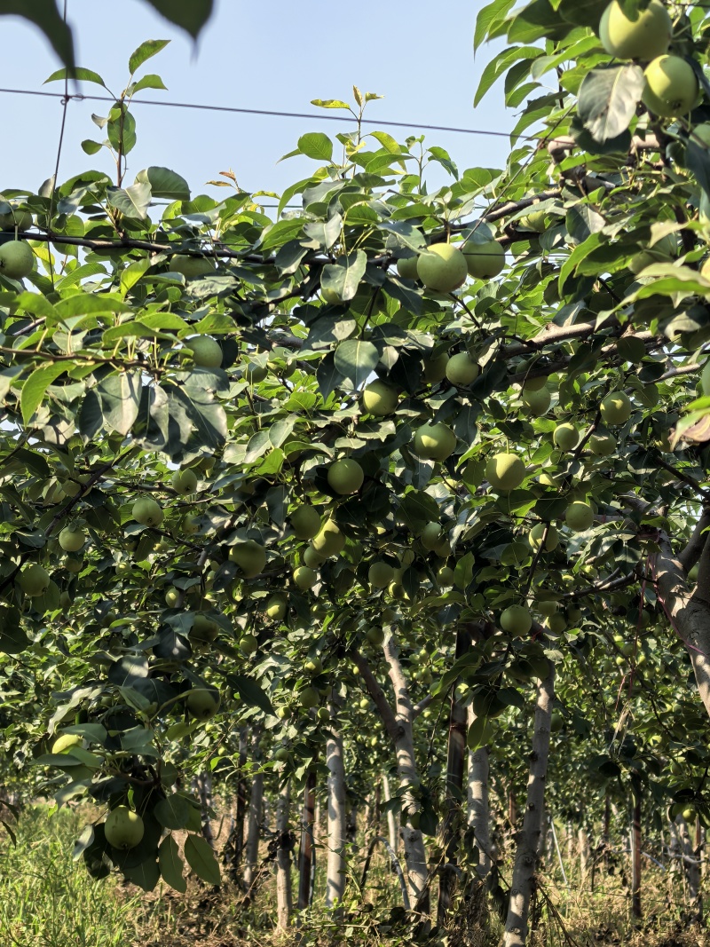 中梨四号大量现货（热卖中）规格齐全，可视频看货代发全国
