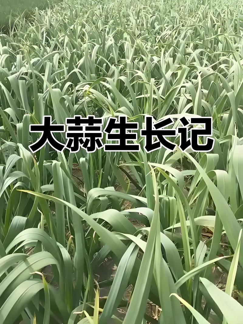 大青颗蒜种大量上市供电商超市批发市场质量保证价格低