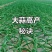 大青颗蒜种大量上市供电商超市批发市场质量保证价格低