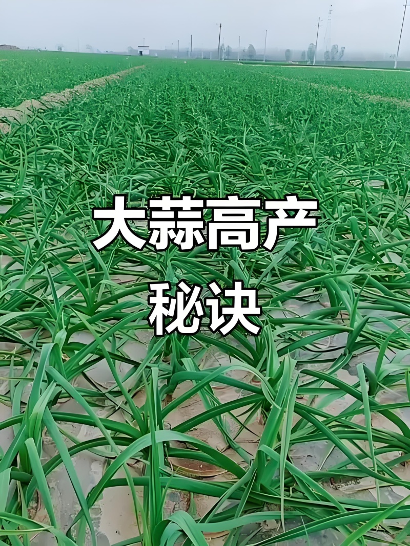 大青颗蒜种大量上市供电商超市批发市场质量保证价格低