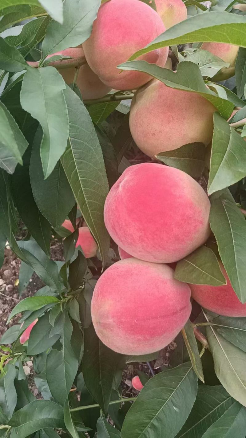 白花桃
