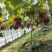 克伦生葡萄***********