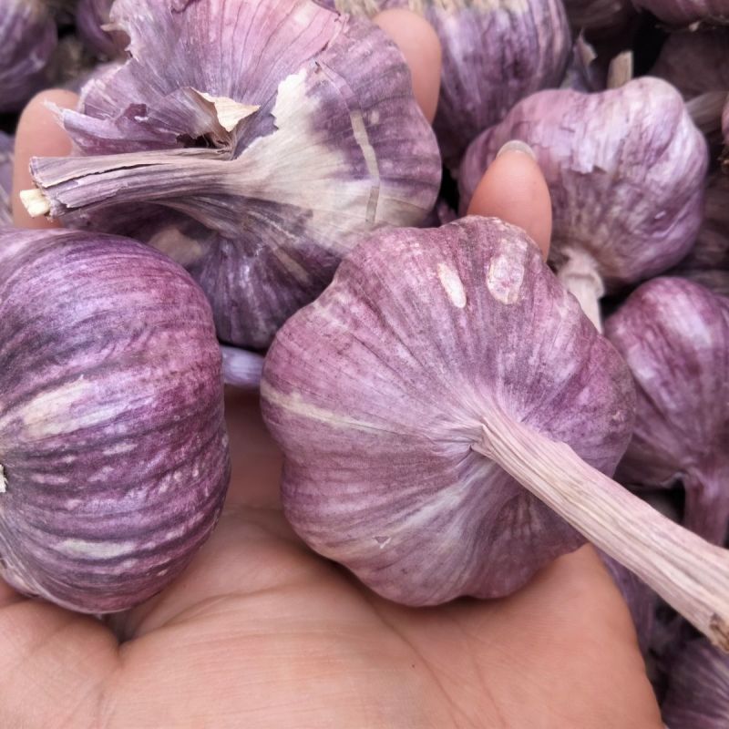 云南大理优质紫皮蒜