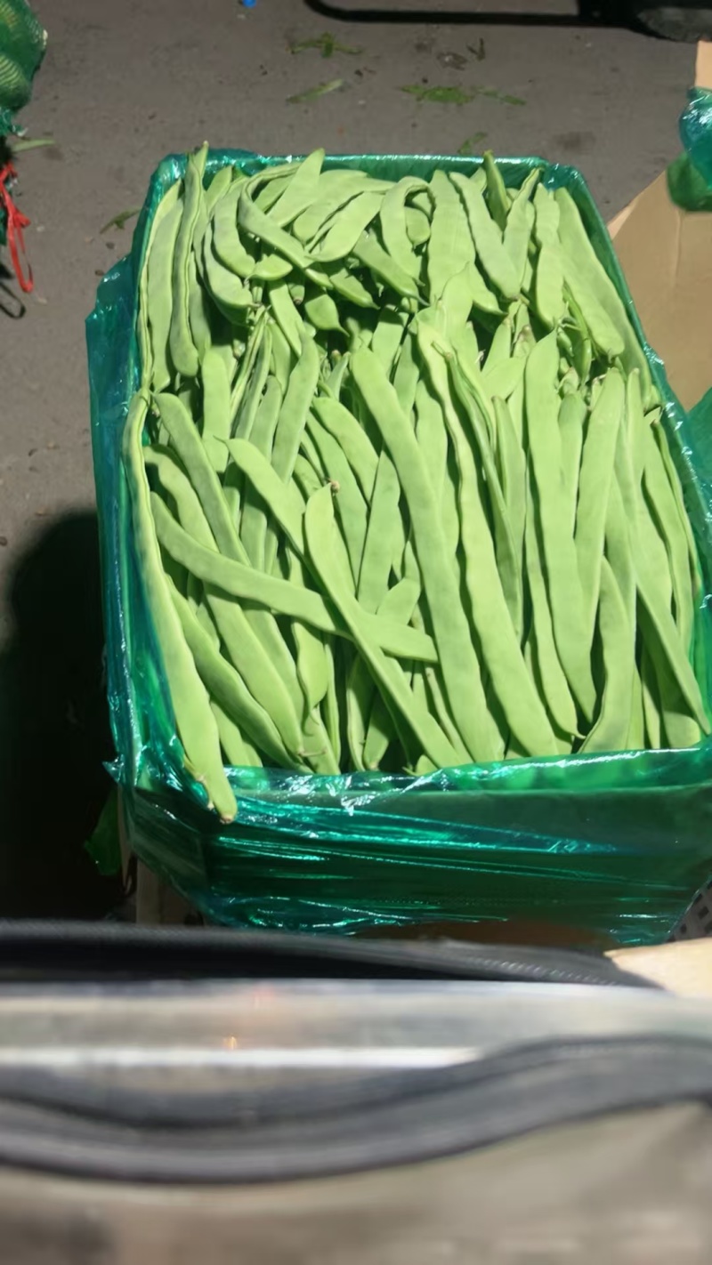 绿龙豆角