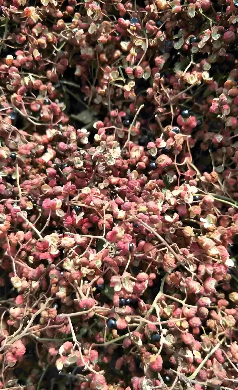 花椒