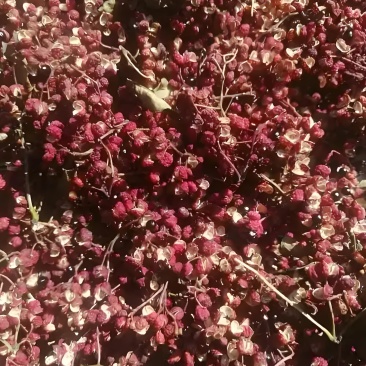 花椒