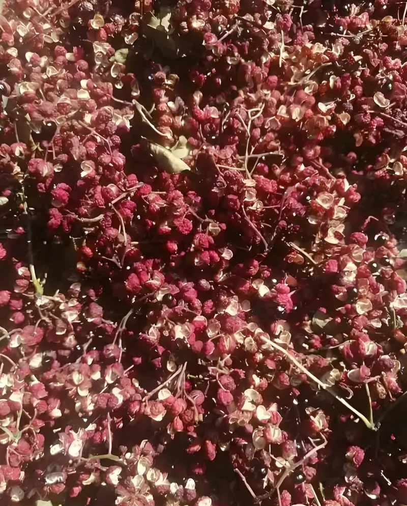 花椒