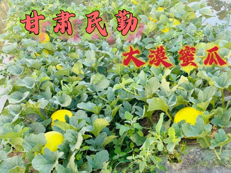 金红宝大量上市