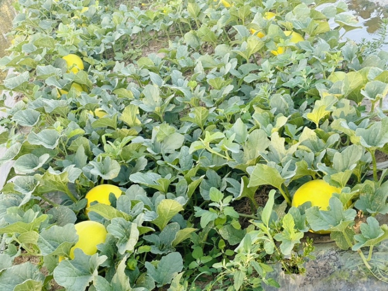 金红宝大量上市
