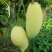 鹰嘴芒，自家种植，价格可谈，大量有货，欢迎各位老板咨询采购