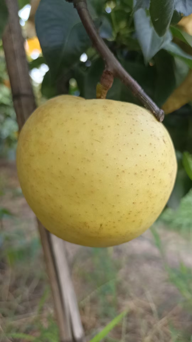 眉山白皮脆冠梨，脆甜化渣，汁水多，核小细沙