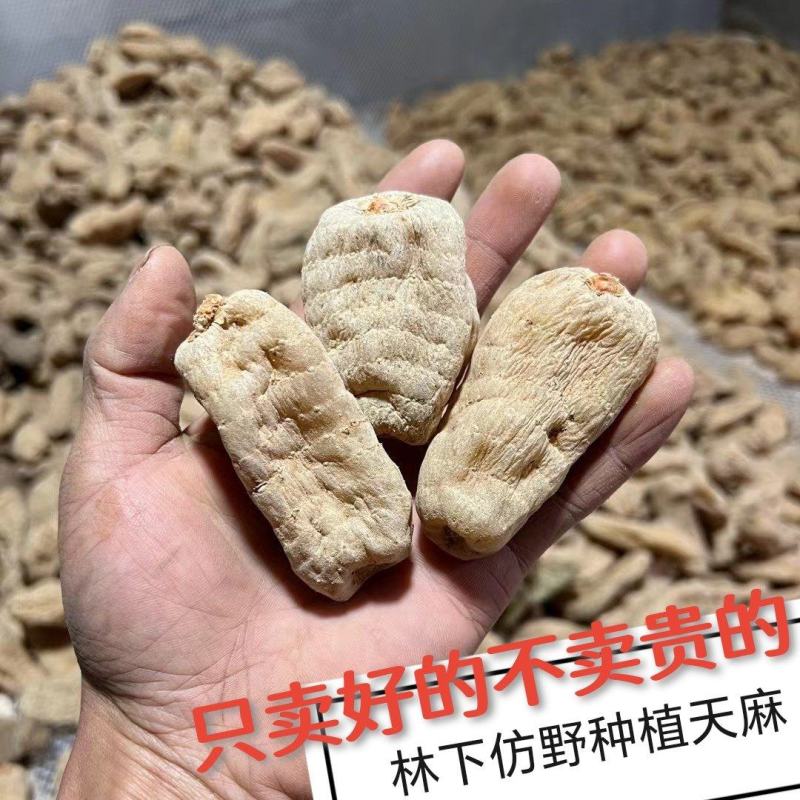 干天麻1斤也批发产地直发深山老林非云南天麻