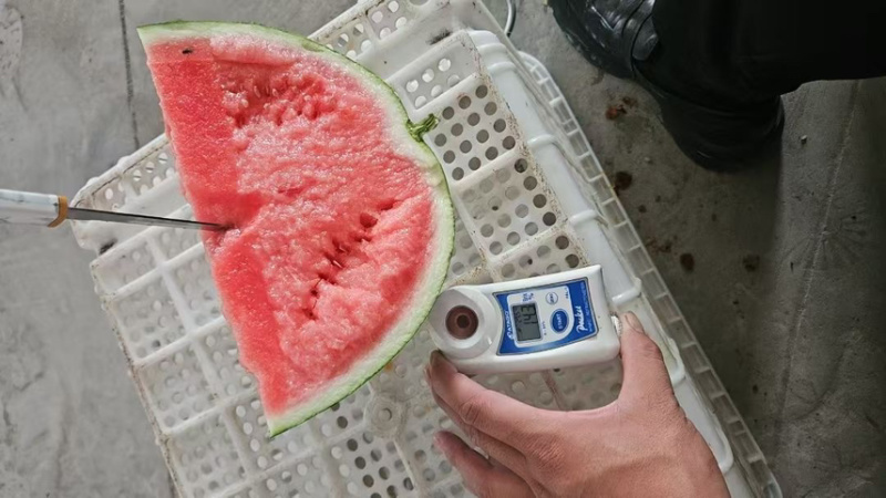 河北无籽麒麟西瓜大量供应产地直发质量保证对接商超
