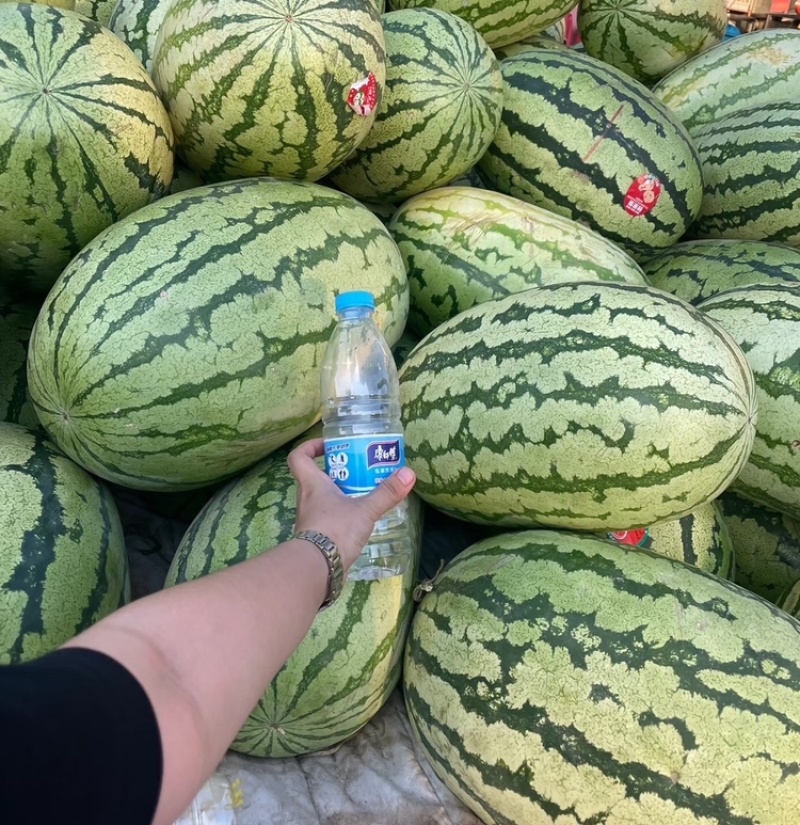 【包熟包甜】硒砂瓜宁夏硒砂瓜现摘现发代发全国市场