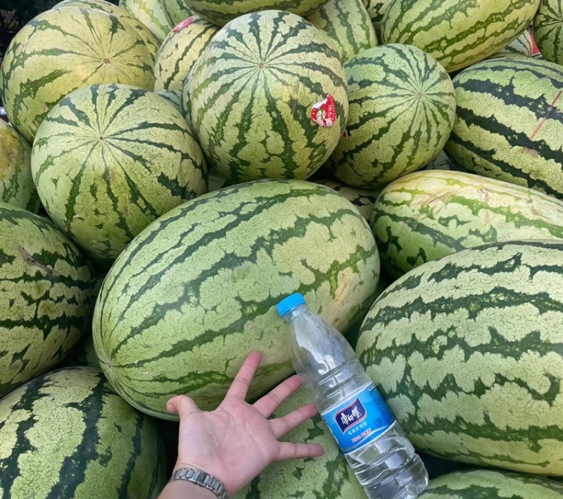 【大量供货】硒砂瓜宁夏硒砂瓜产地直发包熟包甜代发全国