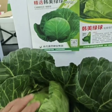 松软甘蓝，韩美绿球