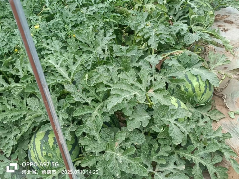 河北承德美都西瓜大量供应基地直发农户种植货源充足