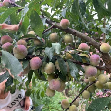 屏山茵红李​