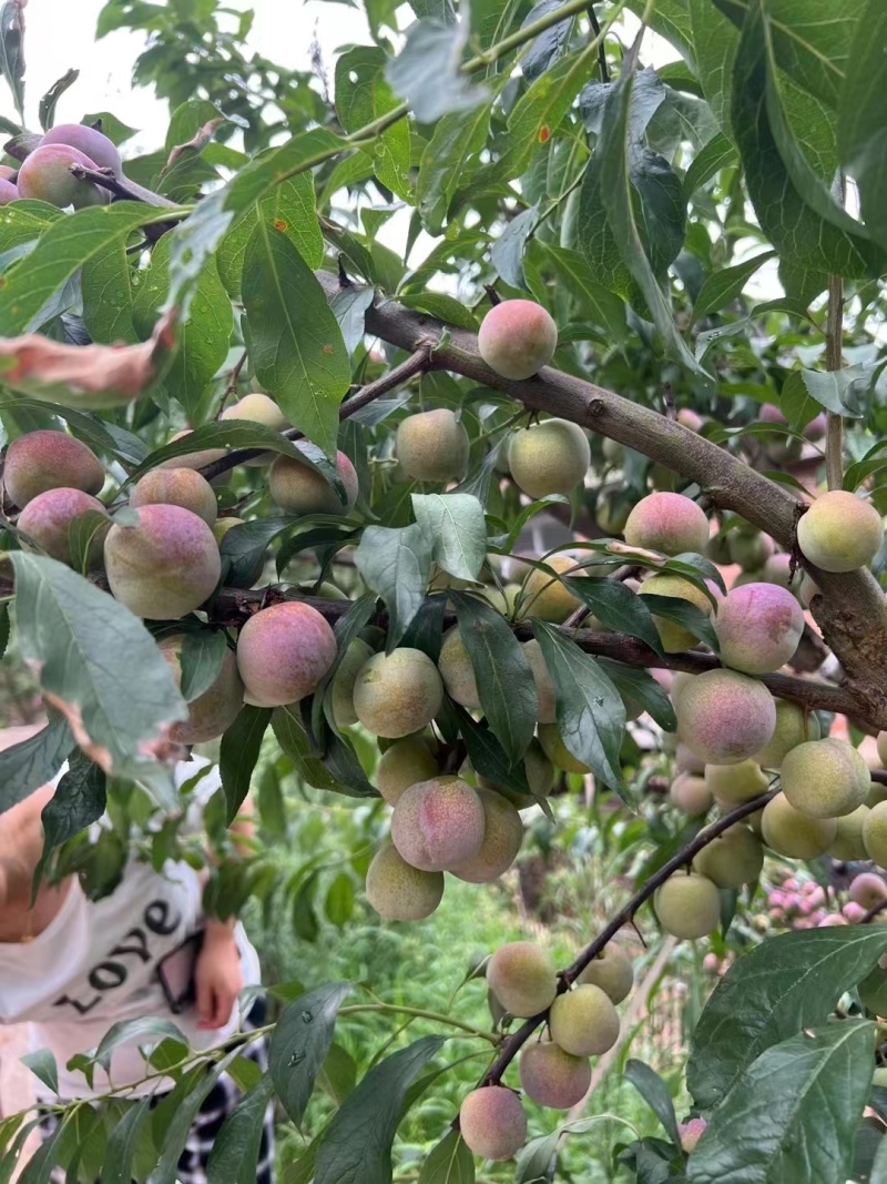 屏山茵红李​