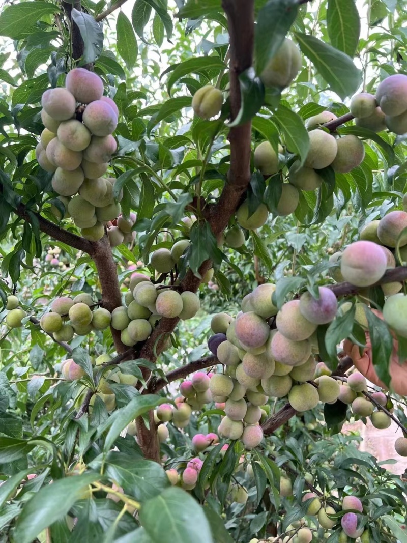 屏山茵红李​