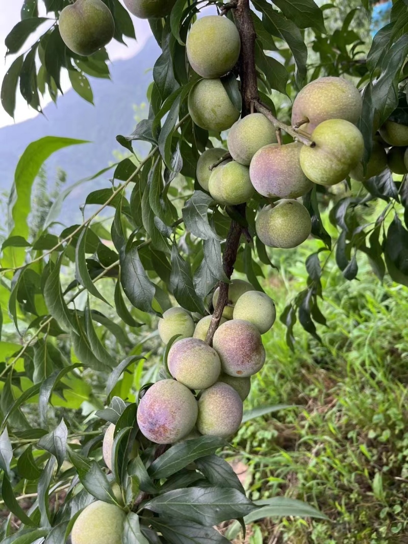 屏山茵红李​