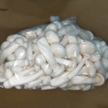白玉菇