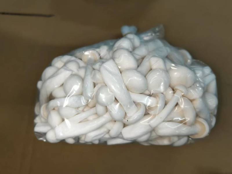白玉菇