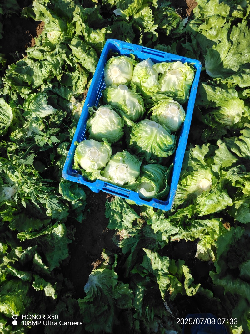 张家口坝上球生菜大量供应中