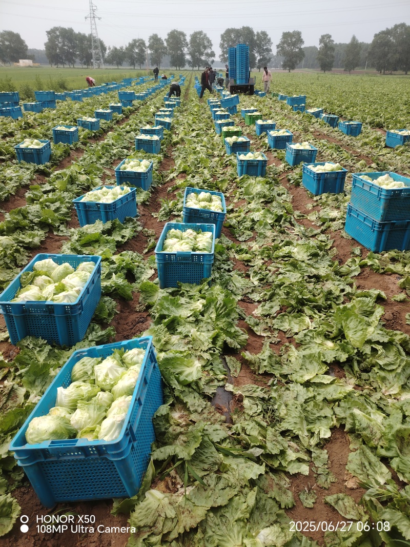 张家口坝上球生菜大量供应中
