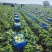 张家口坝上球生菜大量供应中