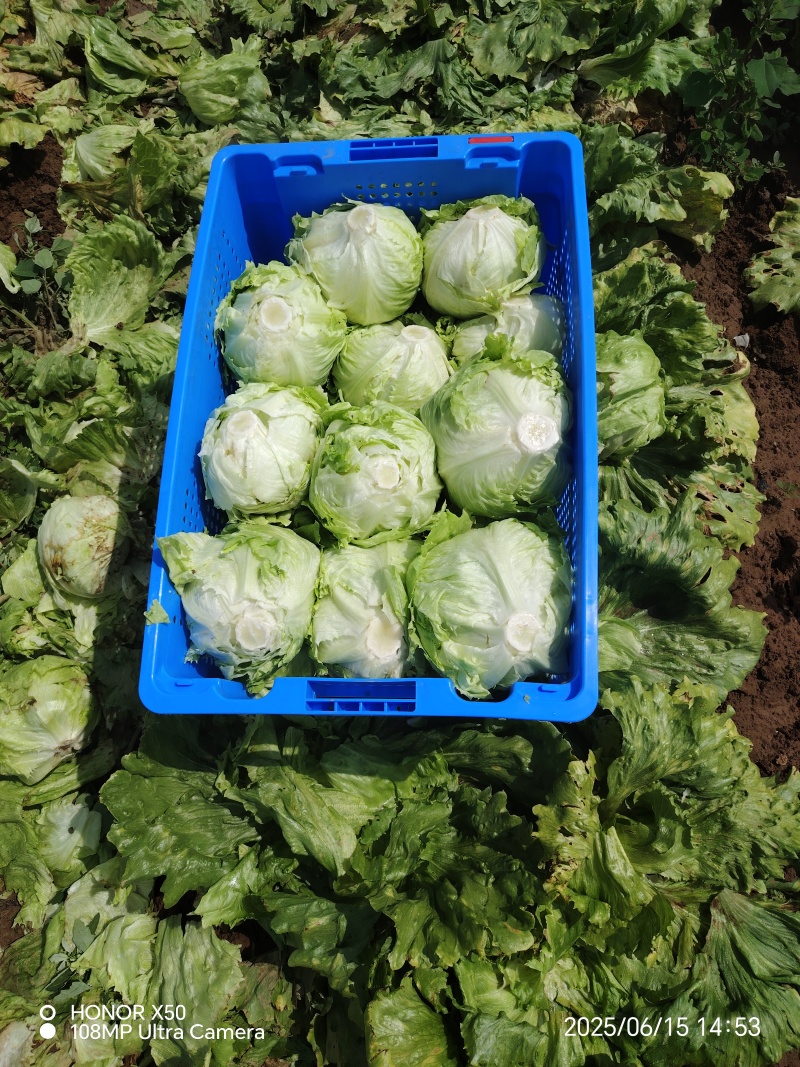 张家口坝上球生菜大量供应中