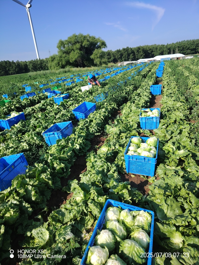 张家口坝上球生菜大量供应中