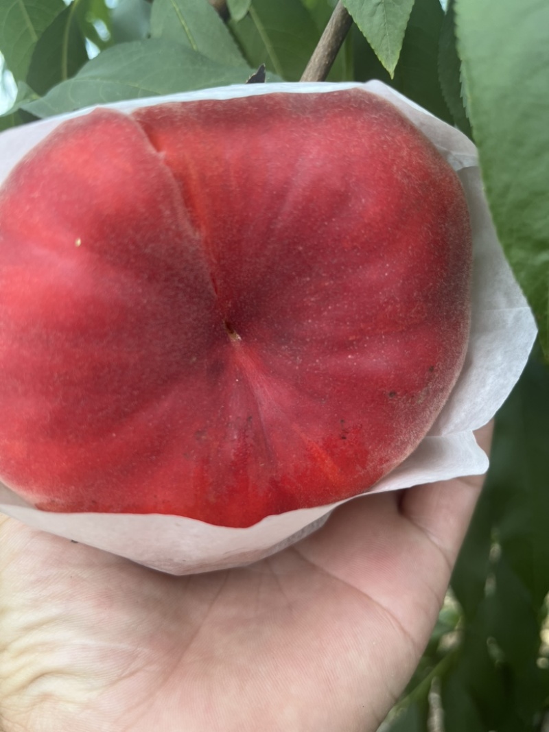 蟠桃黄心蟠桃毛蟠桃