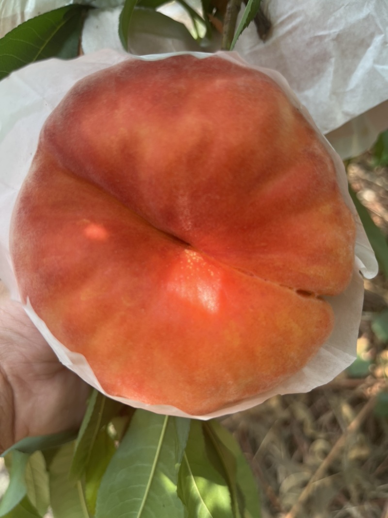 蟠桃黄心蟠桃毛蟠桃